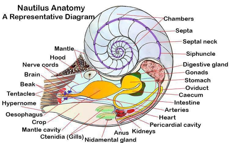 Nautilus Anatomy Diagram