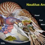 Nautilus Anatomy: Unique eyes, shells and tentacles.