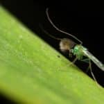 Nematocera: Suborder Of The Infamous Mosquito & Black Fly