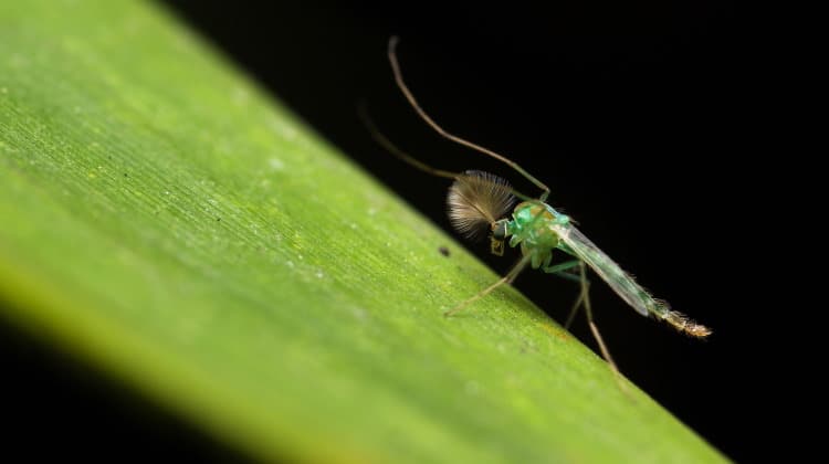 Nematocera: Suborder Of The Infamous Mosquito & Black Fly