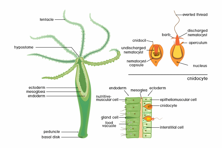 nematocyst and cnidocyte diagram