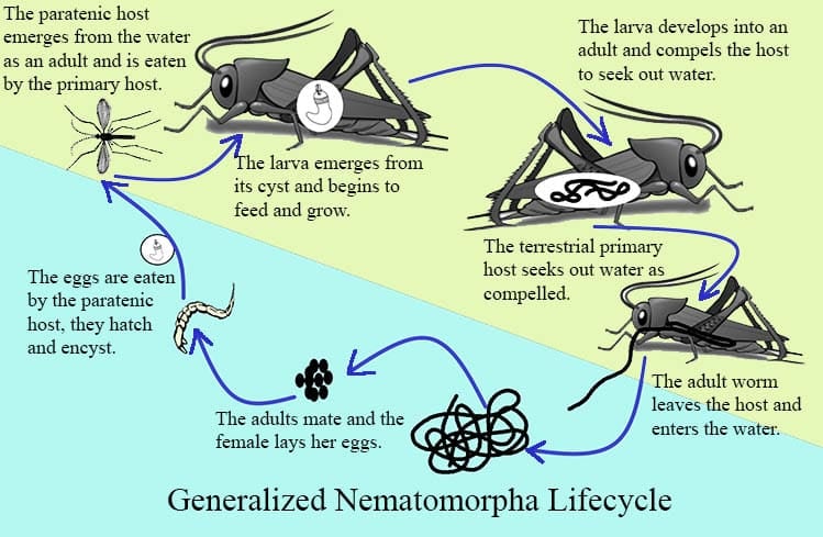 Diagramatic representation of a nematomorphan lifecycle