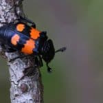 Nicrophorus: Genus Of The Burying Beetle (Nature's Undertaker)