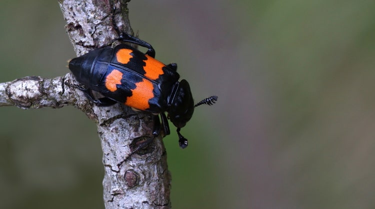 Nicrophorus: Genus Of The Burying Beetle (Nature’s Undertaker)