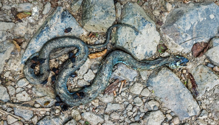 Snake covered with burying beetles