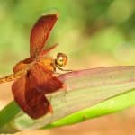 Odonata: The Acrobatic & Aggressive Order Of The Dragonflies