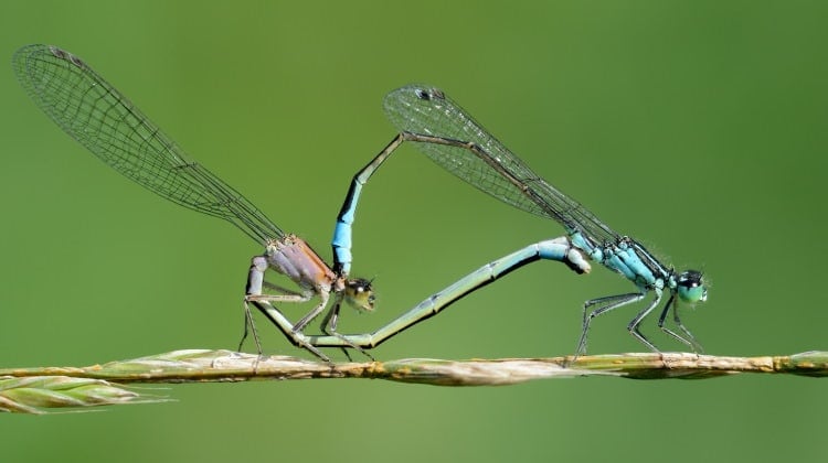 blue dragonfly mating