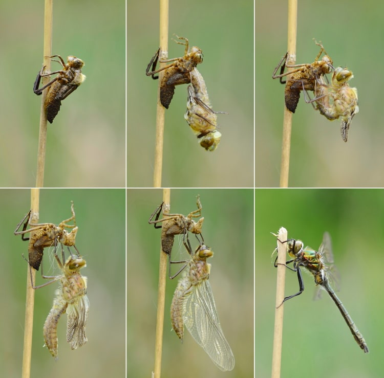 dragonfly emergence lifecycle