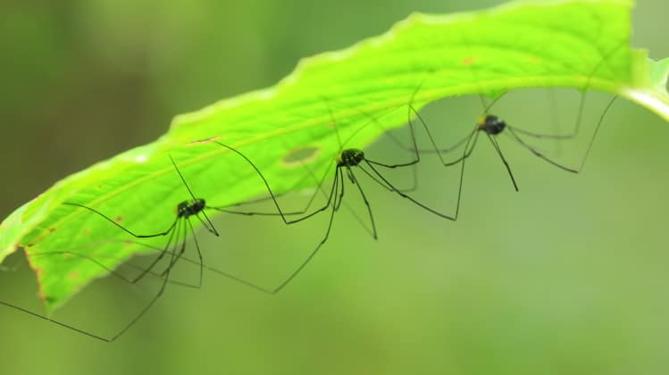 Opiliones: The Weird Scavengers Known As “Harvestmen”