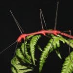 Stick Bugs 101: The Amazing World Of Order Phasmida