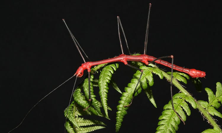 Stick Bugs 101: The Amazing World Of Order Phasmida