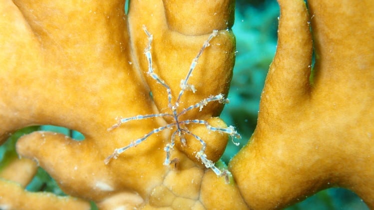 Sea Spiders 101: The Odd Looking World Of Class Pycnogonida