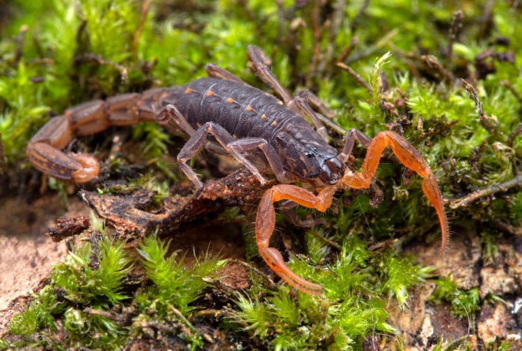 Lychas tricarinatus parthenogenetic scorpion