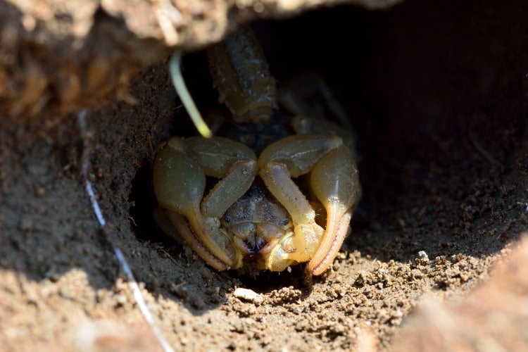 Common yellow scorpion in burrow