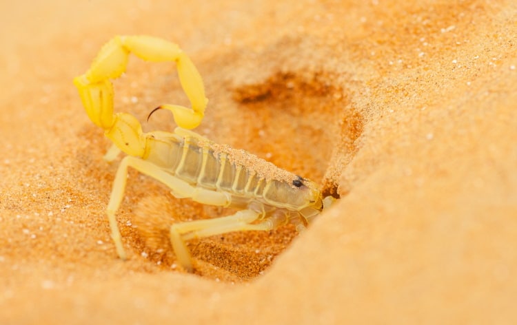 Arabian scorpion burrow