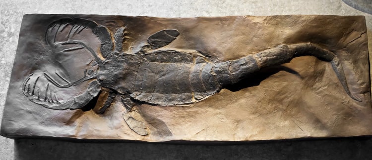 Pterygotus fossil
