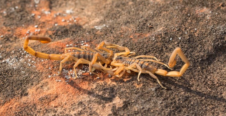 promenade a deux striped bark scorpions