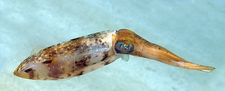 Sepioteuthis sepioidea Caribbean Reef Squid