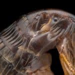Siphonaptera: The Highly Successful Order Of The Fleas