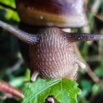 What Do Snails Eat? The Brutal Truth Of Gastropod Diets