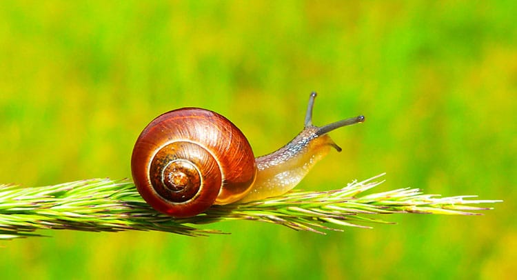 A snail on a grass head.
