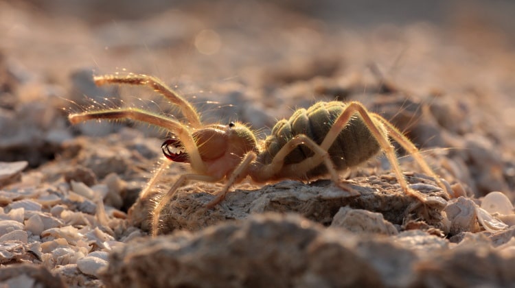 Solifugae: Formidable Order Of The Sun Spider & Wind Scorpion