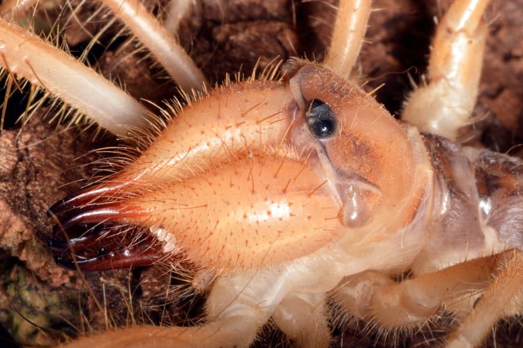 Galeodes sun spider chelicerae close up
