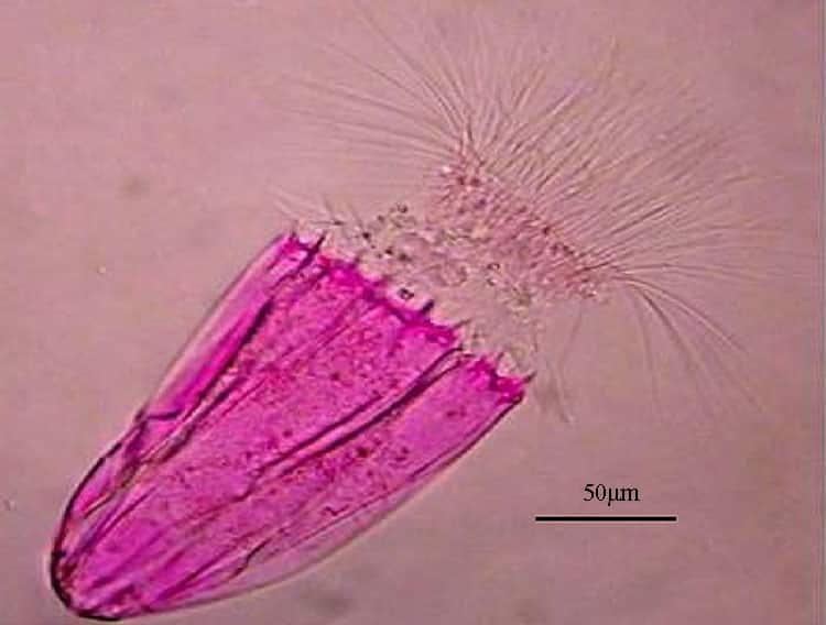 Phylum Cephalorhyncha: Tiny Marine Worms
