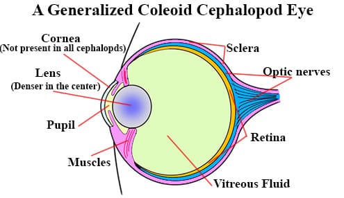 A generalized diagram of a Coleoid Cephalopod eye