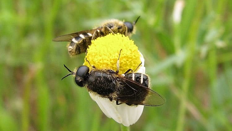 Two bee-mimic Stratiomys singularior 