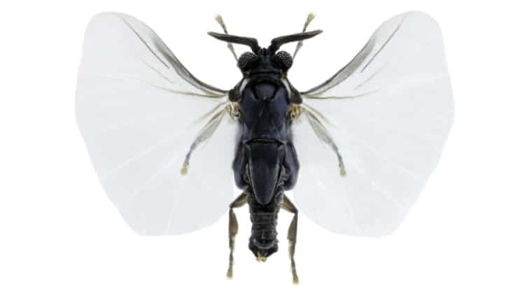 strepsiptera specimen