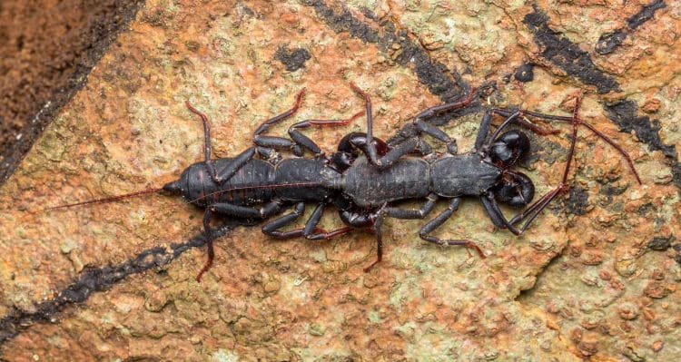 two whip scorpions mating