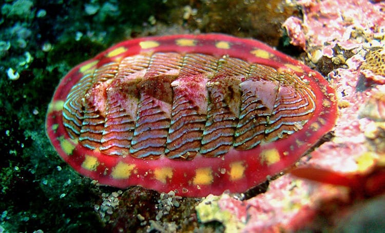 Class Polyplacophora (Chitons)