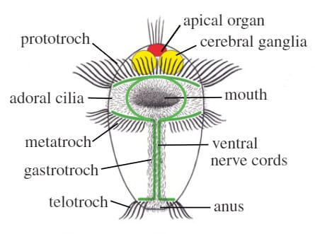 trochophore larva diagram