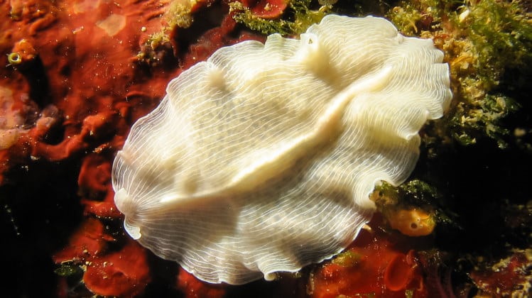 Platyhelminthes habitat natural. Specii de viermi plați din clasa Turbellaria