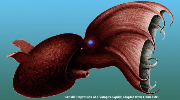 Artist's Image of a Vampire Squid, adapted from Chun 2003