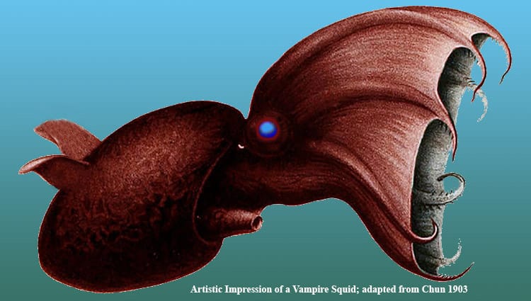 Vampire Squid: The Surprising Facts
