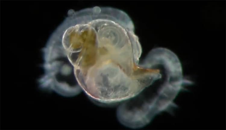 Veliger larva of a marine snail.