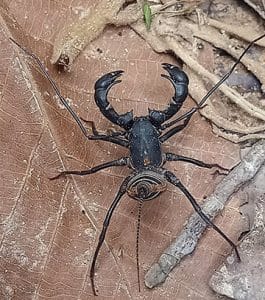 Whip Scorpion from Siem Reap Cambodia