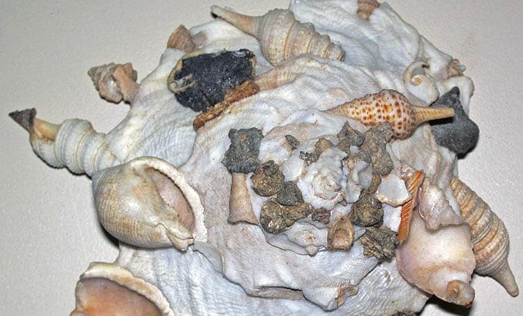 Gastropod Xenophora pallida shell