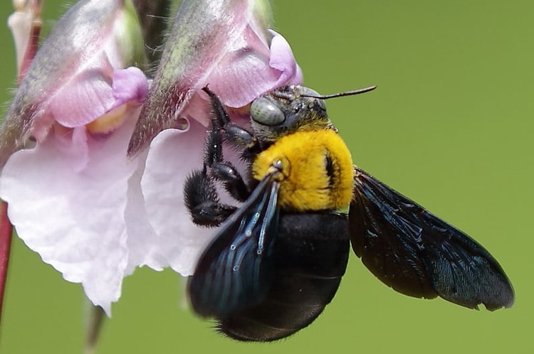 Solitary Bees 101: The Lonely World Of The Flower Bee
