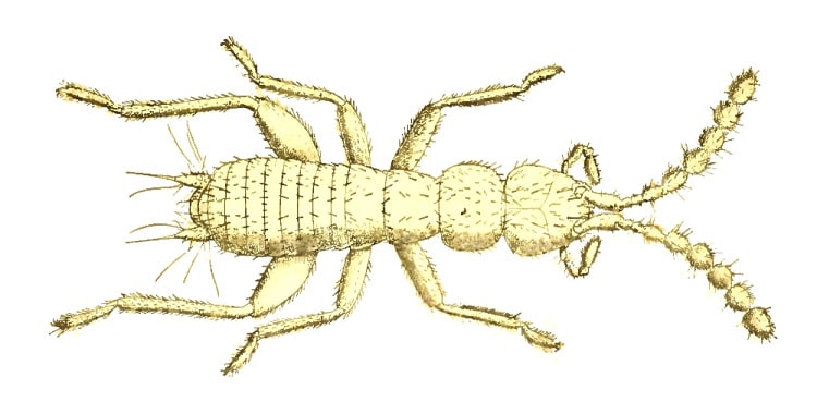 Zoraptera: The Tiny, Little-Known Relatives Of Termites