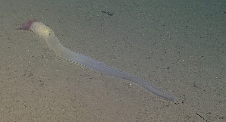 Hemichordata: Phylum Of The Amazing Acorn Worms