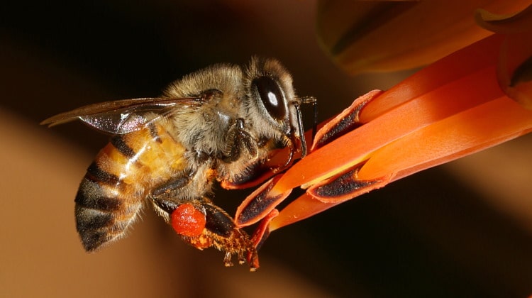 Africanized Bees 101: What Turned Honey Bees Into Killers?