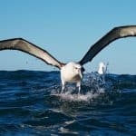 Albatrosses: Proud Owners of The Largest Wingspan