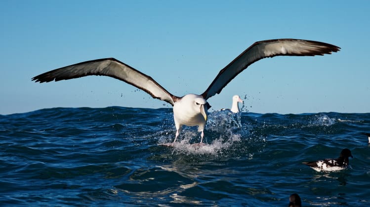 Albatrosses: Proud Owners of The Largest Wingspan