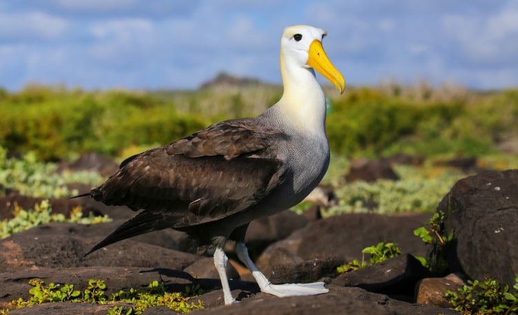 Waved albatross fact