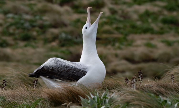 albatross shows off potential wingspan