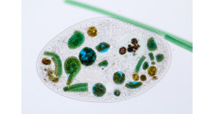 single celled living things like this amoeba