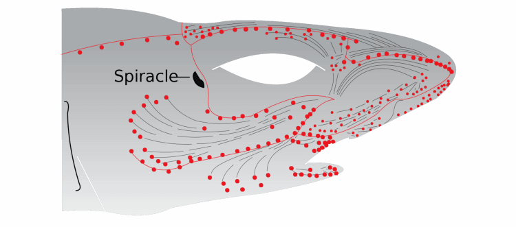 Ampullae of Lorenzini diagram shark